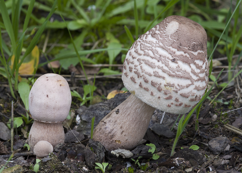 Leucoagaricus americanus